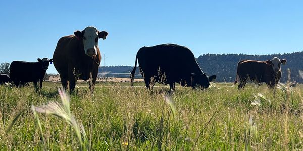 Momma cows enjoying some sunshine and lots of green grass.