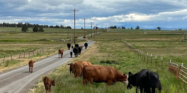 Cows keeping the grass on the driveway mowed. 