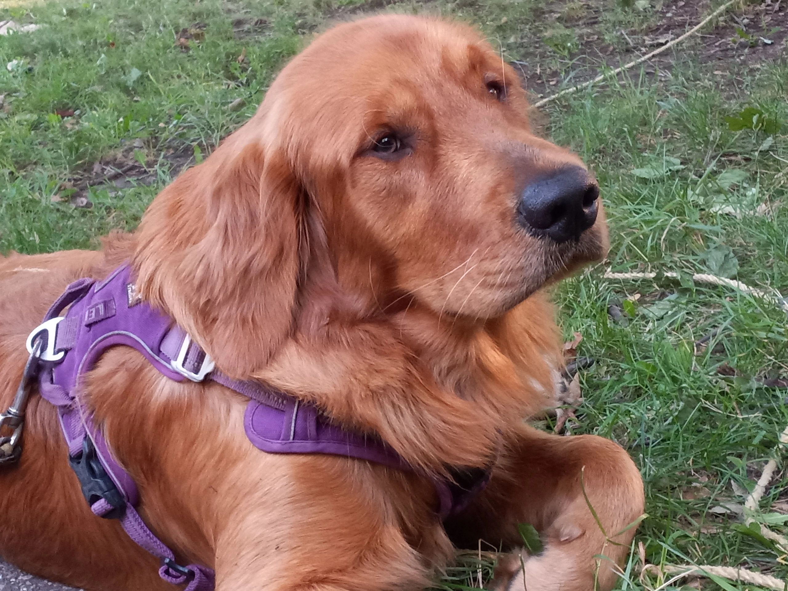 Irish Setter Golden Retriever Mix