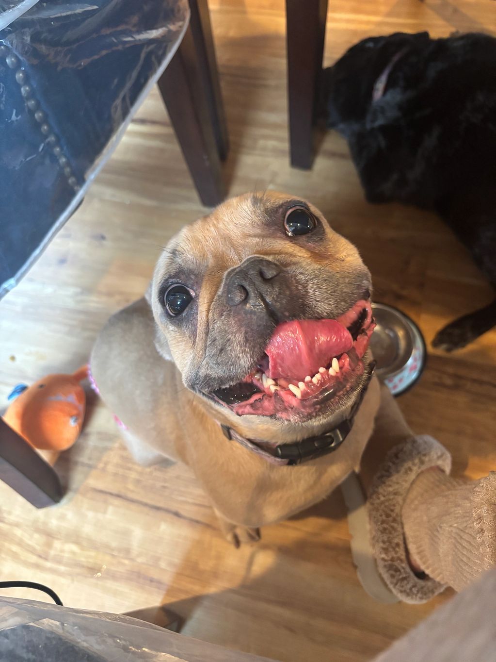 Meet LUCY.  T
