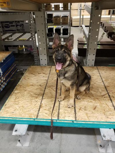 Heidi during her Dream dog program out at Lowes 
 www.talkdogtoledo.com