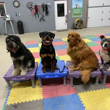 Dogs at Talk Dog Toledo on stands
