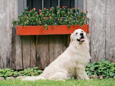 A happy golden retriever sitting on grass near a wooden wall with a flower box above.