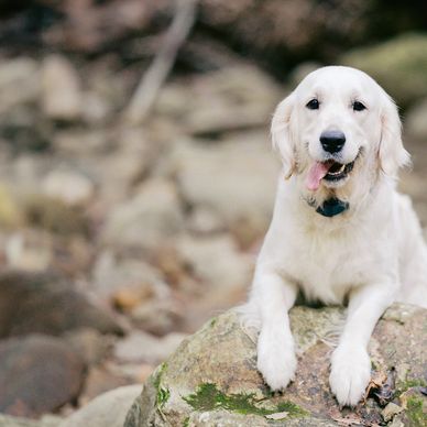 Happy white dog resting on a mossy rock outdoors.