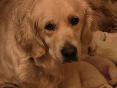 Golden retriever with puppies, warm and cozy setting.
