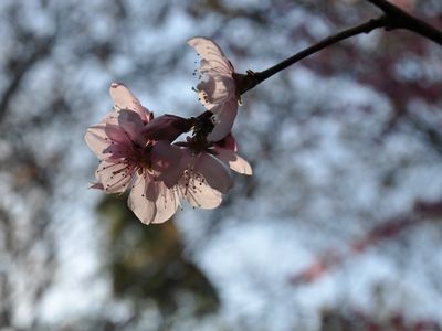 Shinji Akita´s Sakuragaoka Karateschule in Limburg, Deutschland. (Hügel der Kirschblüten)