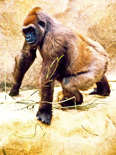 Gorilla standing on a rock holding a branch.