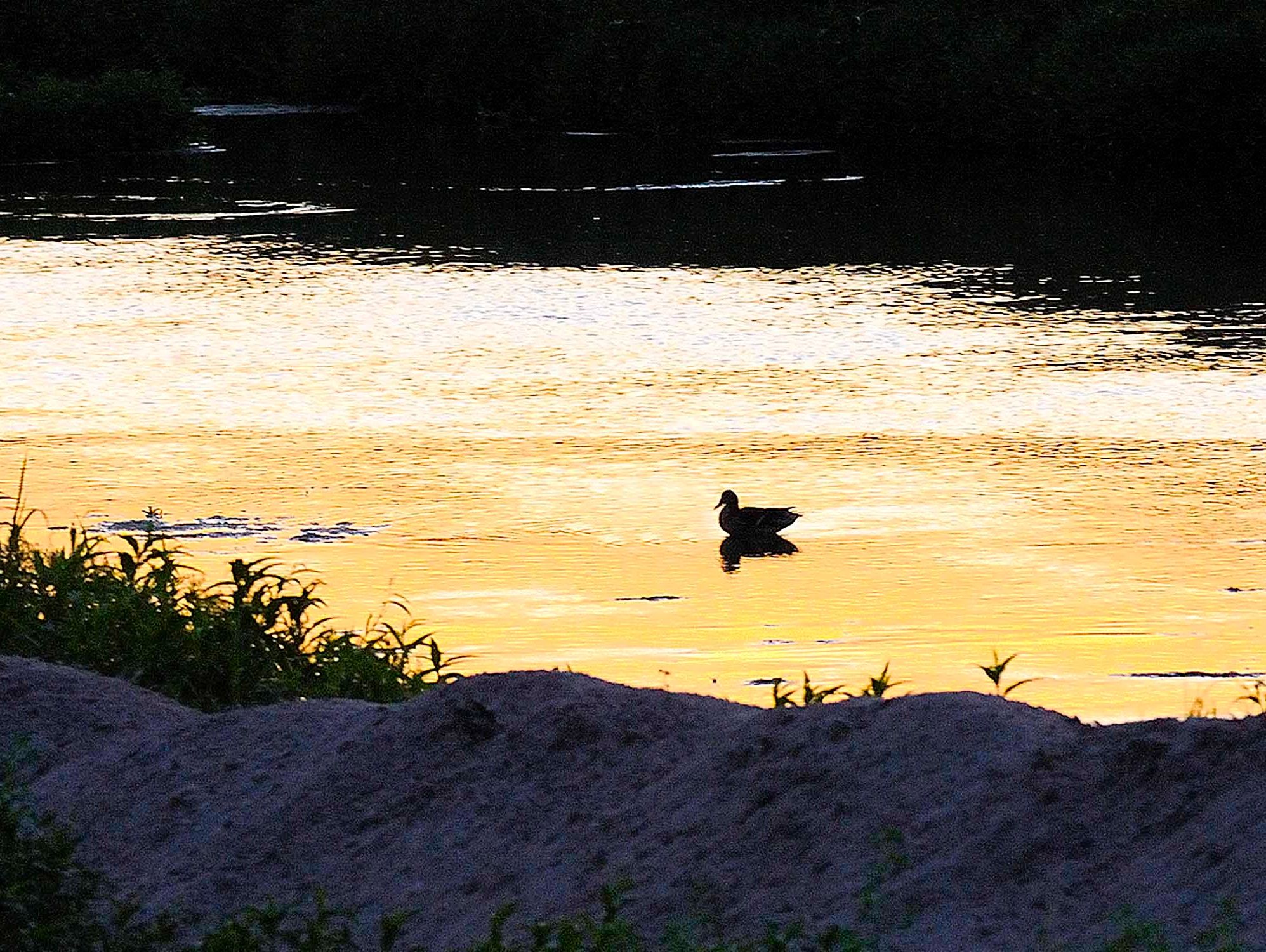 A lone duck swims on a calm, reflective water surface at sunset.