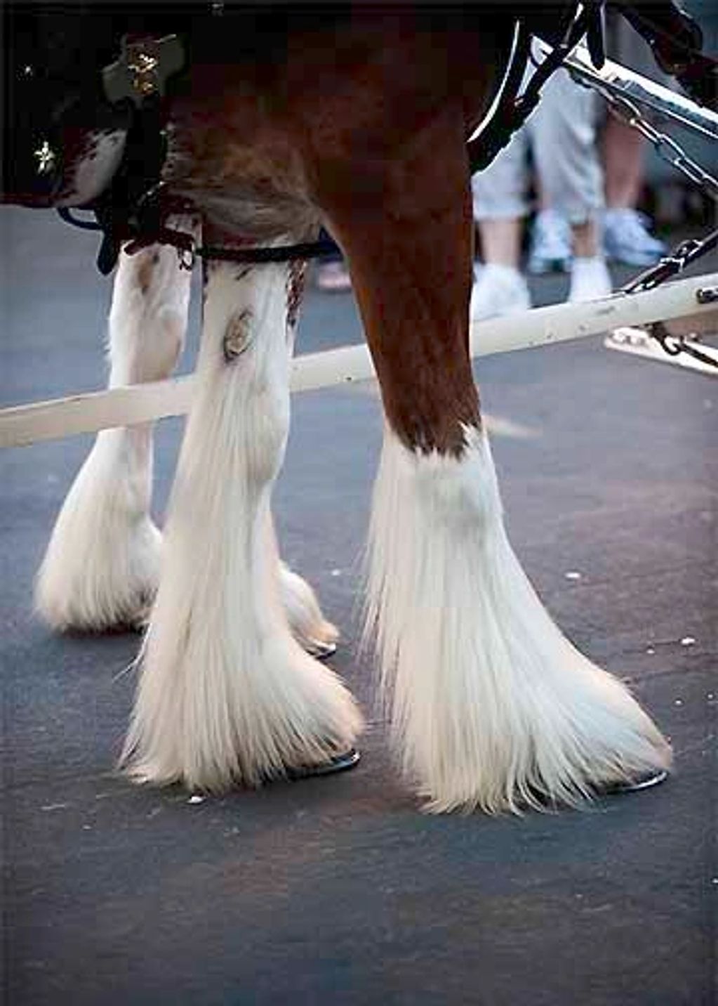 CLYDSDALE HOOVES WITH THICK HAIR GROWING AROUND LEGS. THESE ARE REFERRED TO AS "FEATHERS" GROWN TO P