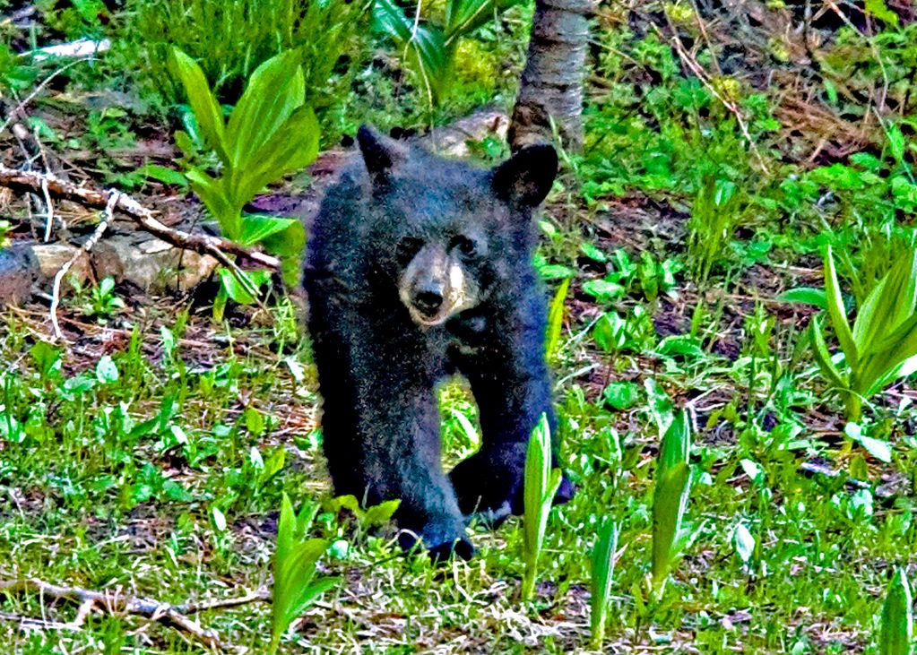 BEAR CUB CAPTUED AT YOSEMITE
CATEGORY TWO PRICING APPLIES