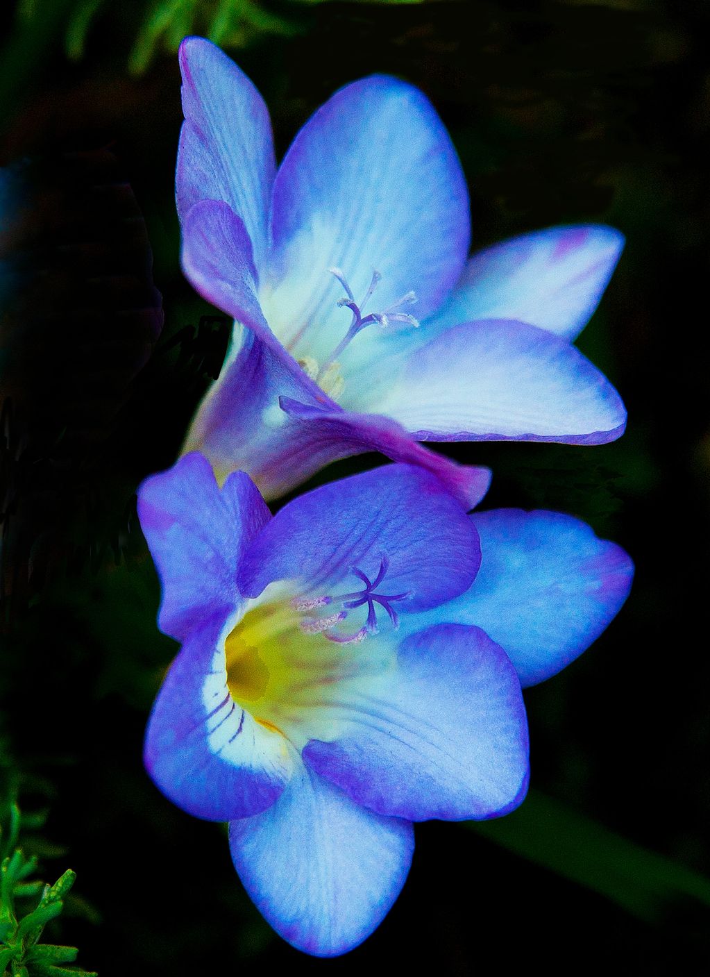 BLUE BELLS