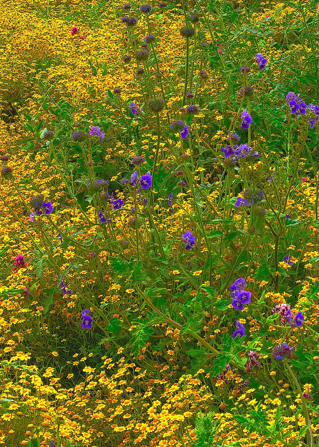 FIELD OF FLOWERS