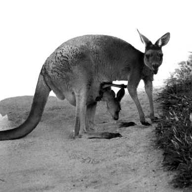 Kangaroo with joey peeking out from pouch.