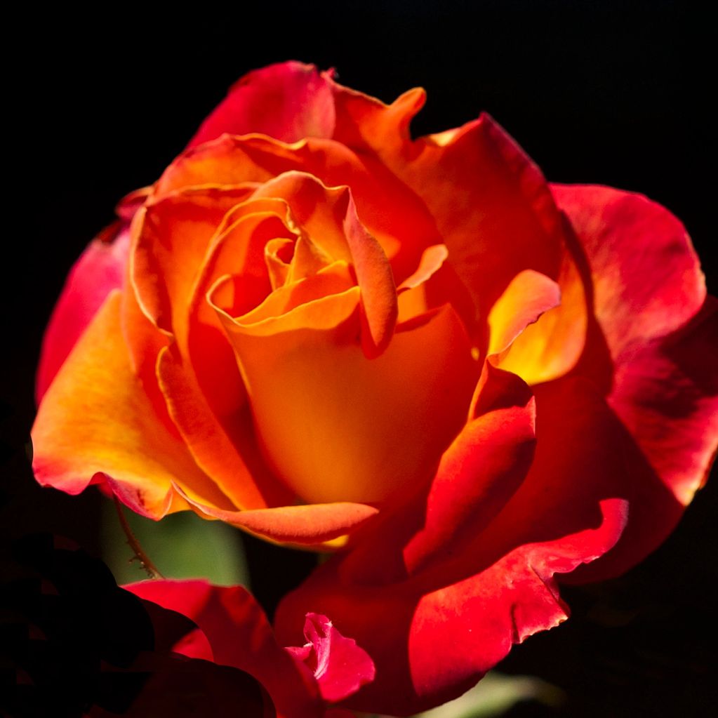 PERFECT ROSE