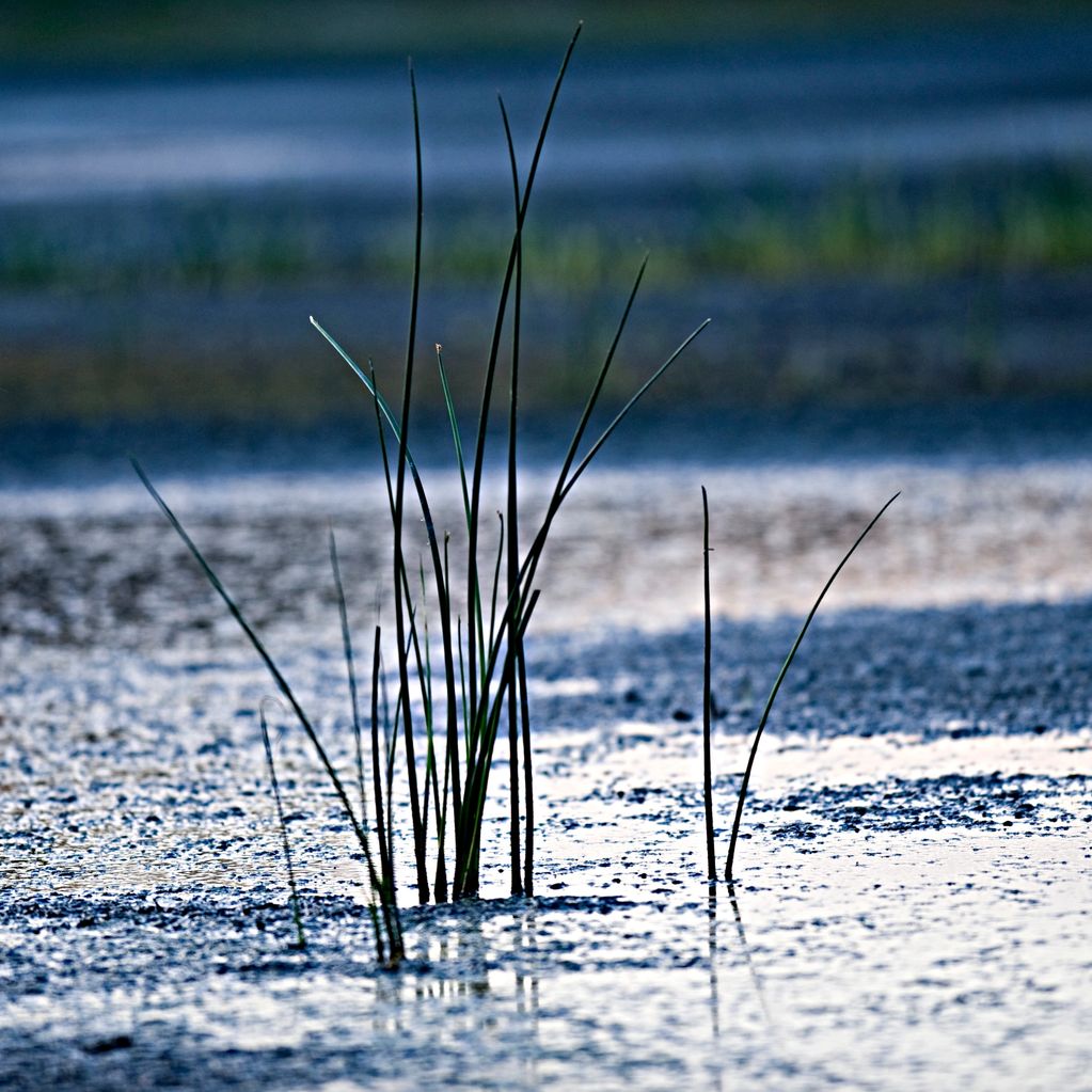 TALL REEDS