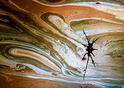 TWIG IN OIL SLICK