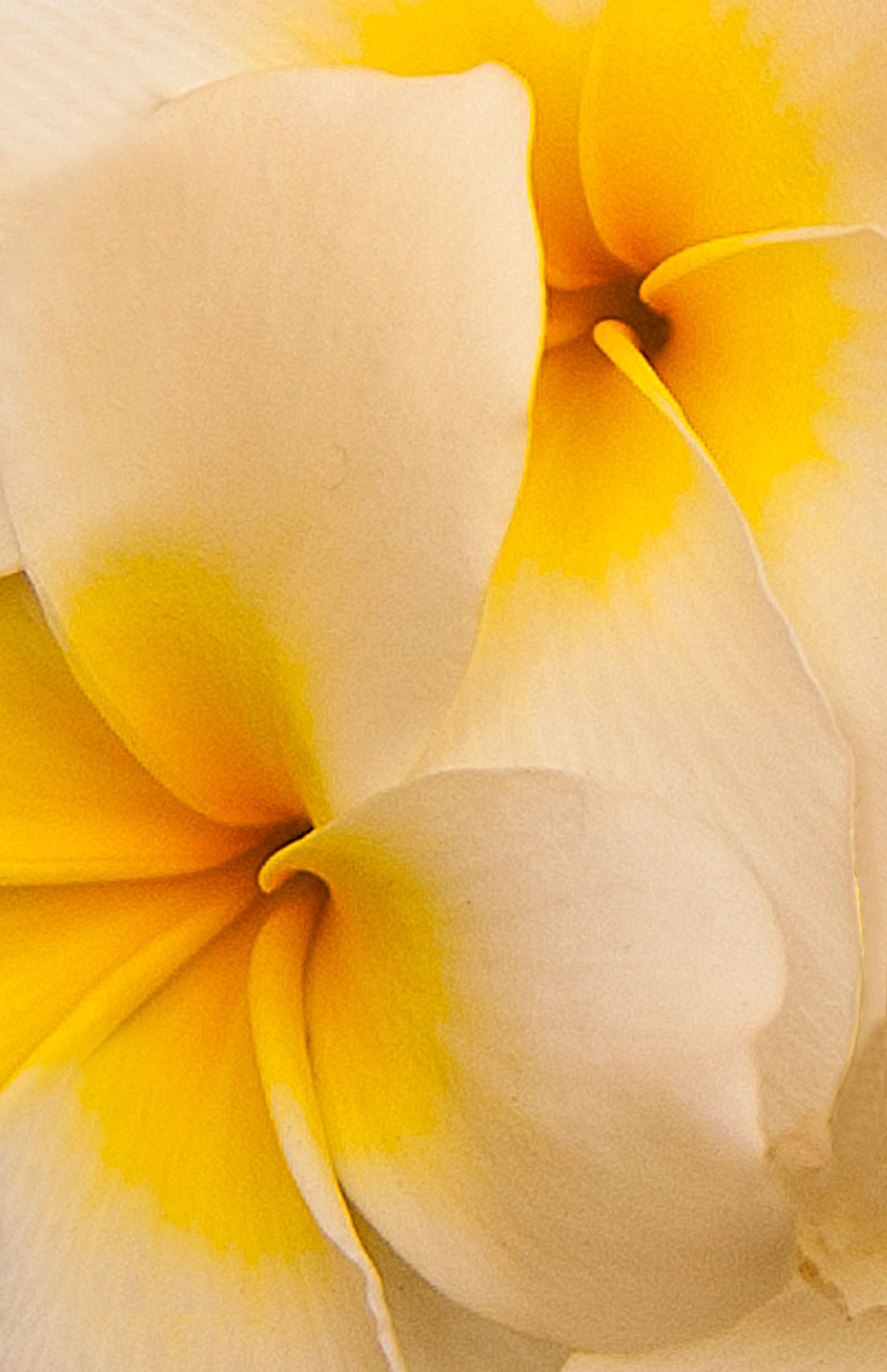 LILLY