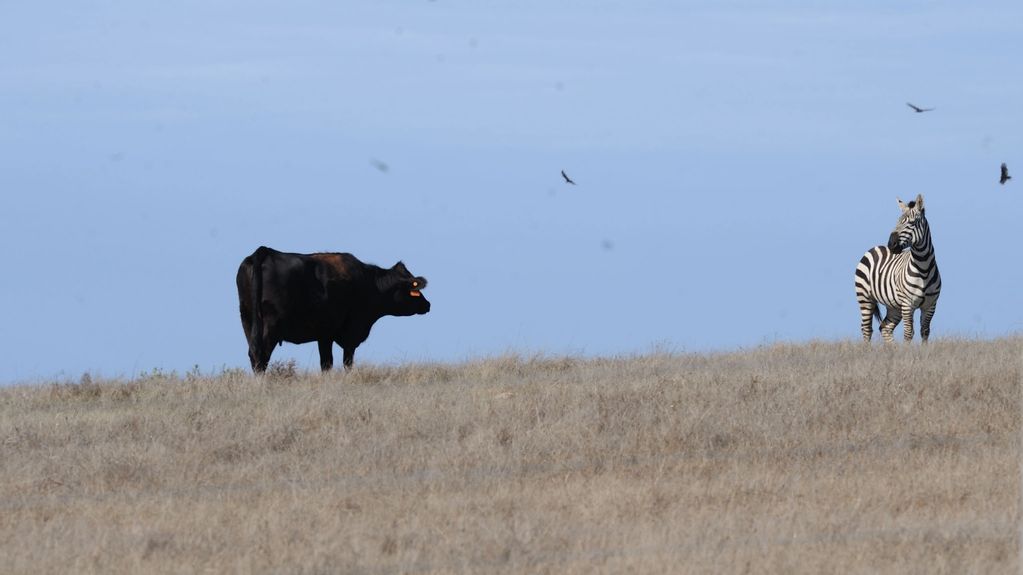 ZEBRA AND COW WATCHING EACH OTHER AT HEARST CASTLE  LAND. THE HEARST CASTLE ONCE HAD A ZOO WITH ALL 