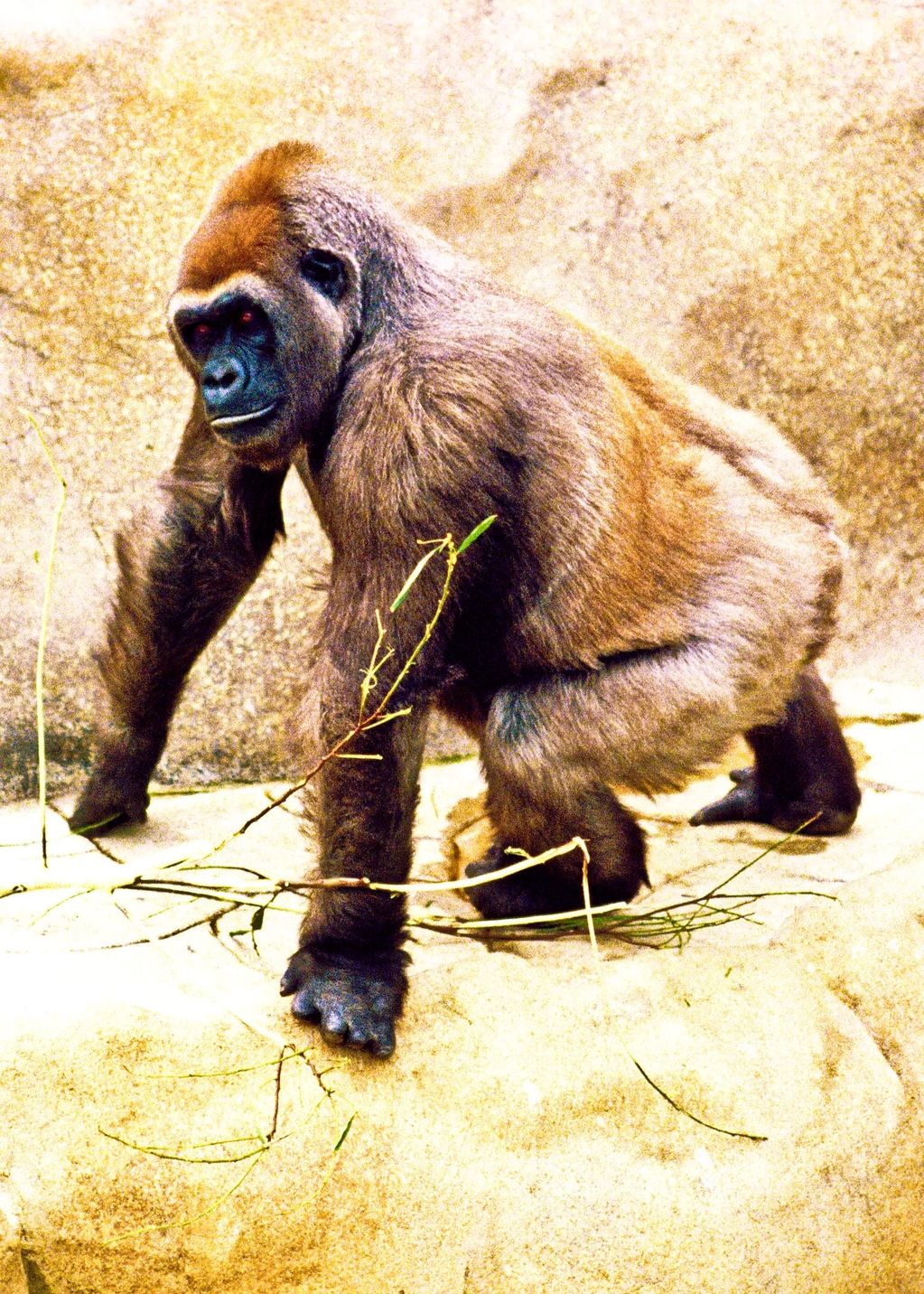 SILVERBACK GORILLA. SEEMED TO STOP AND POSE FOR MY CAMERA
CATEGORY TWO PRICING APPLIES