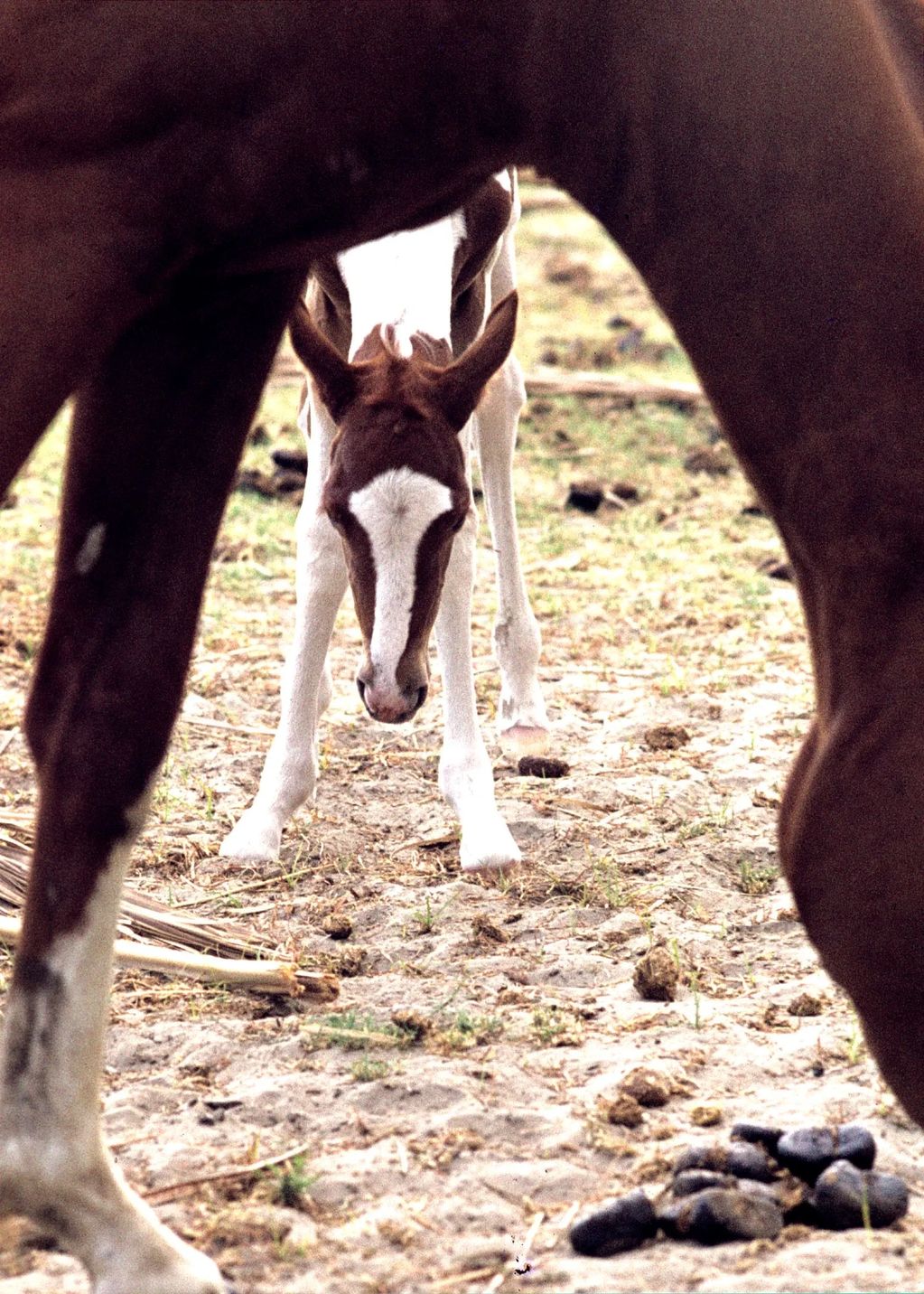 NEWBORN COLT GETTING ITS STANDING LEGS HIDING BEHIND HIS MOTHER
