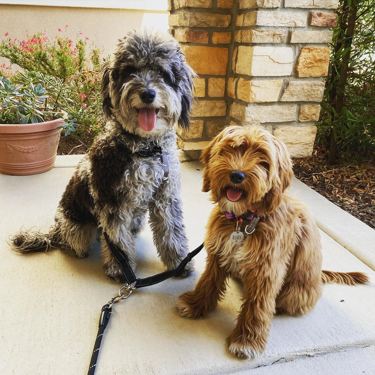 Over the best sale moon labradoodles