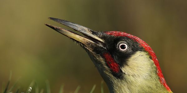 Green woodpecker 