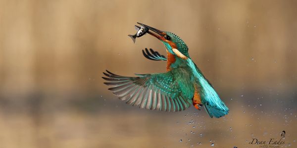 Kingfisher 