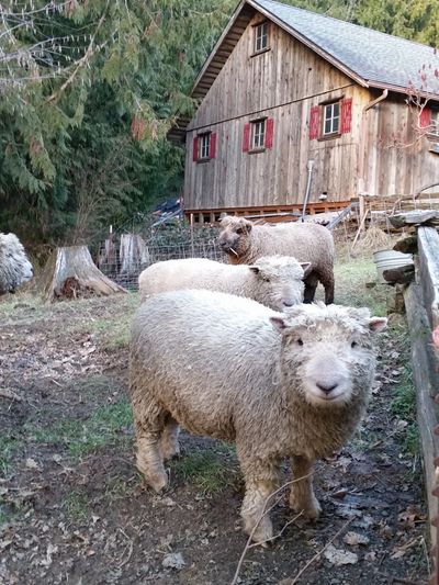 These are the original Cedar Farm South downs! Hizap is providing livestock protection for them!