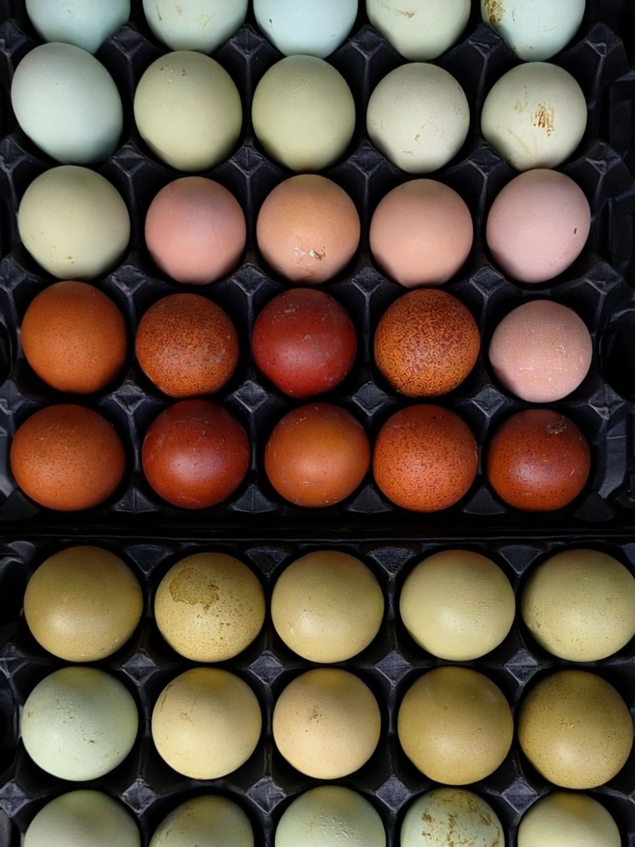 At Diamond Rose Farms, we raise rare breed & beautiful chickens from quality lines! Ayam Cemanis, En