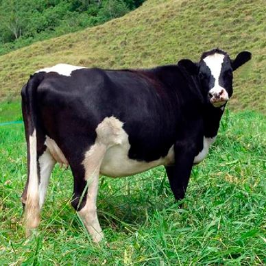 Venta de novillas Raza Holstein Puro de 30 meses Cargadas con preñes de 5 meses 

