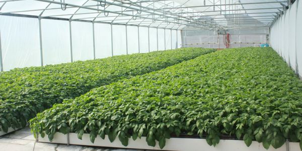 potatoes in a greenhouse