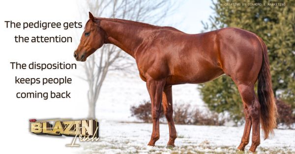 A chestnut horse stands in a snowy field with a motivational quote about pedigree and disposition.