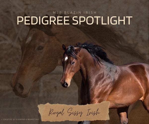 Elegant horse named Royal Sissy Irish featured in pedigree spotlight.