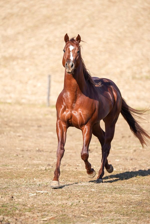 A glossy chestnut horse with a white blaze on its face walks forward on dry grass.