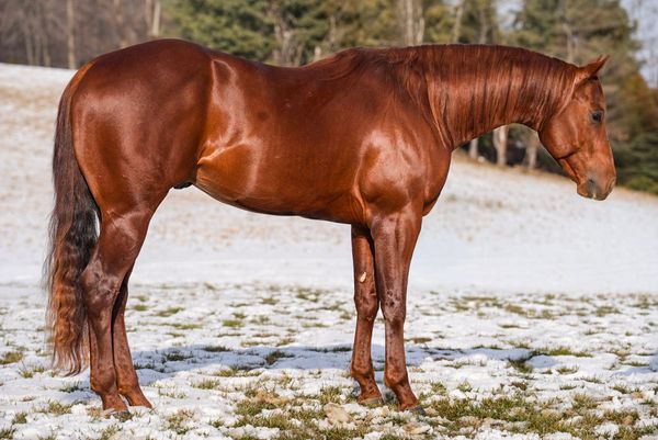 A shiny chestnut horse stands on a snowy patch of grass.