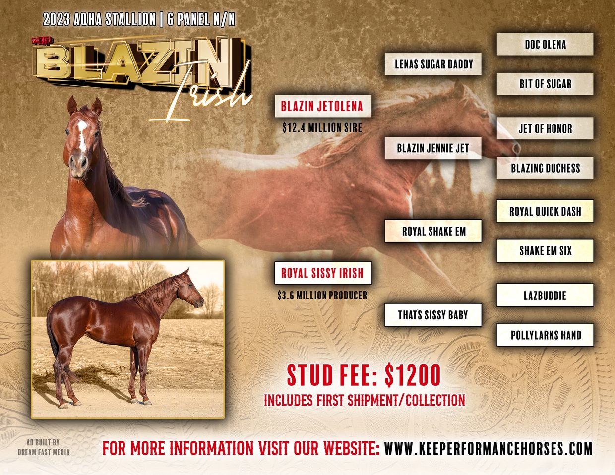 Blazin Irish, a 2023 AQHA stallion, offers a $1200 stud fee with prestigious lineage.