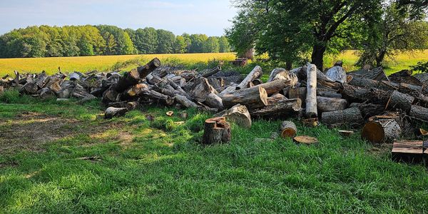 logs seasoning for processing 