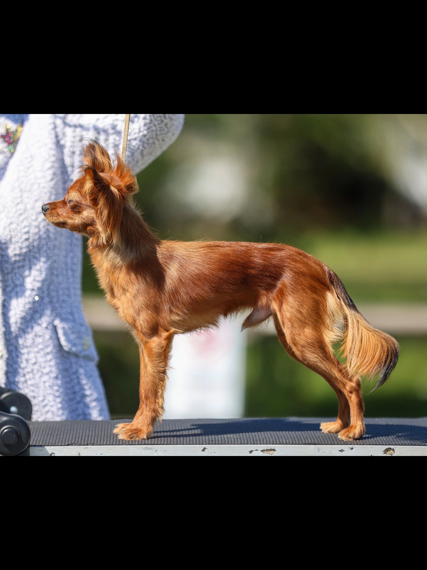 A small brown dog standing on a platform next to a person.