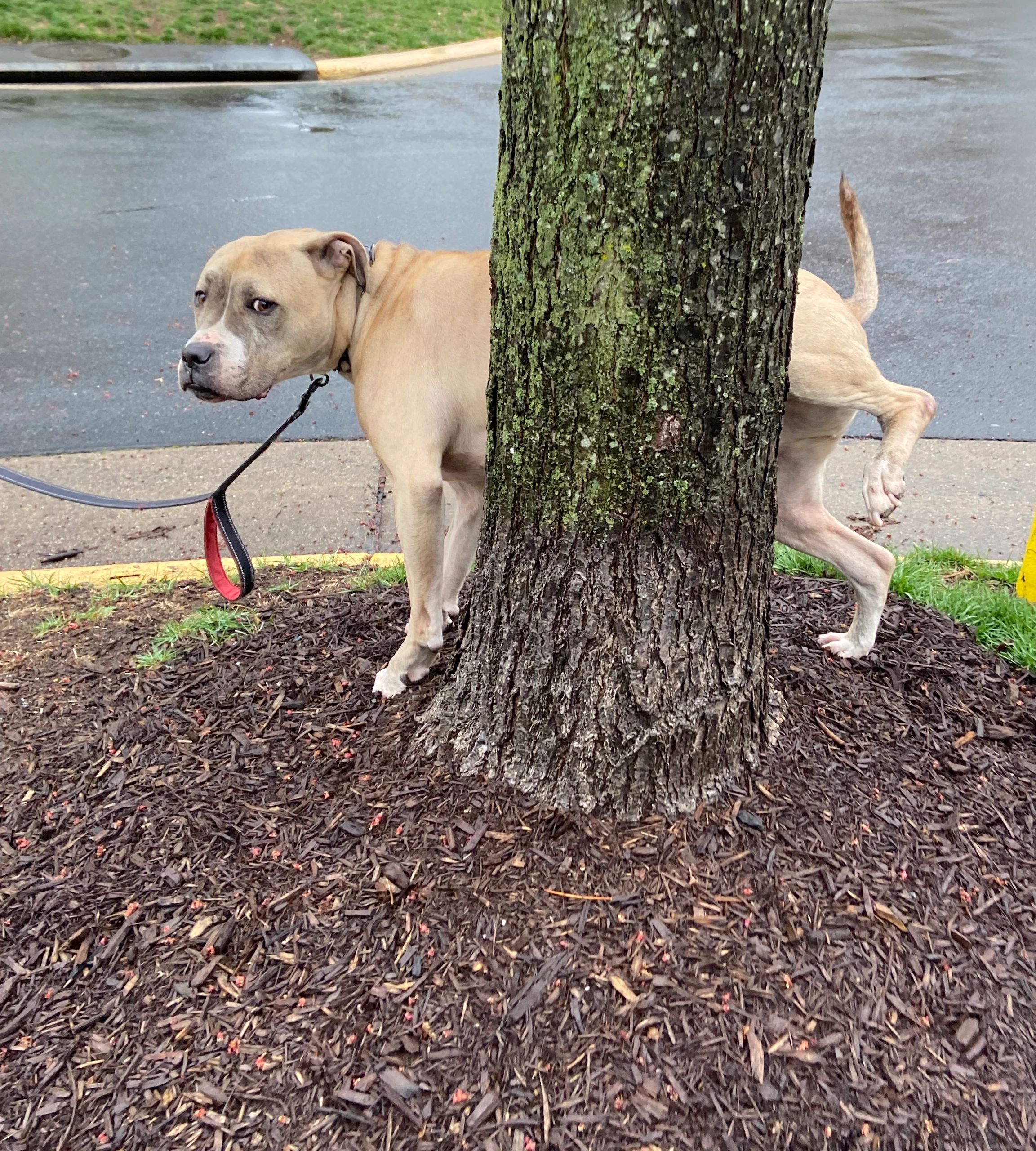 Leg Lifterz Total Pet Care Pet Care, Dog Walking, Pet Sitter