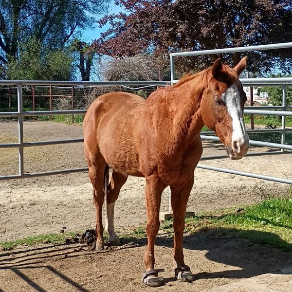 A chestnut horse with a white blaze stands in a fenced paddock on a sunny day.