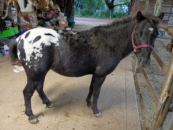 A black and white spotted horse standing in a stable area.
