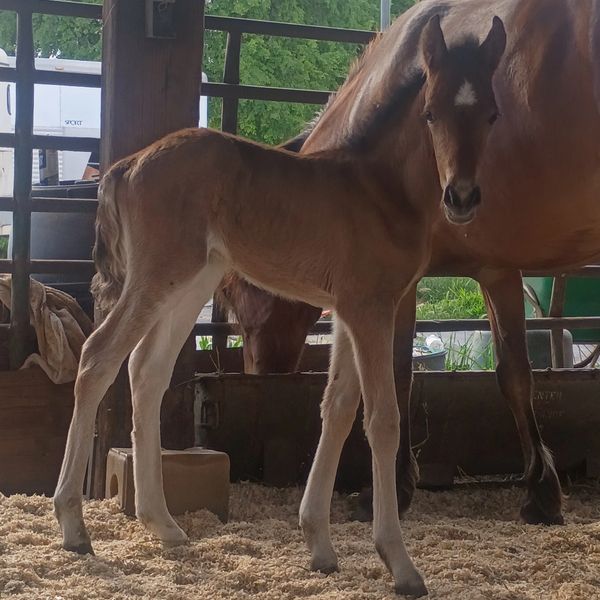 Young foal standing beside its mother horse in a stable.