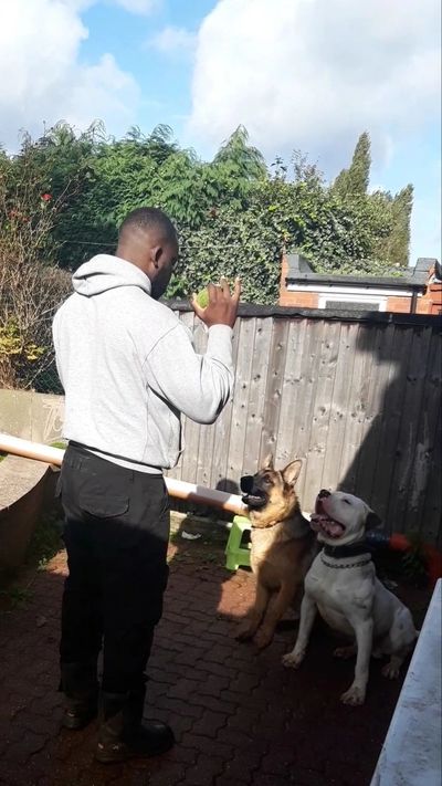 Dog Selection | Dog Breed Selector | What Breed Of Dog Should I Get? Dog Selection | Dog Breed Selector | What Breed Of Dog Should I Get?