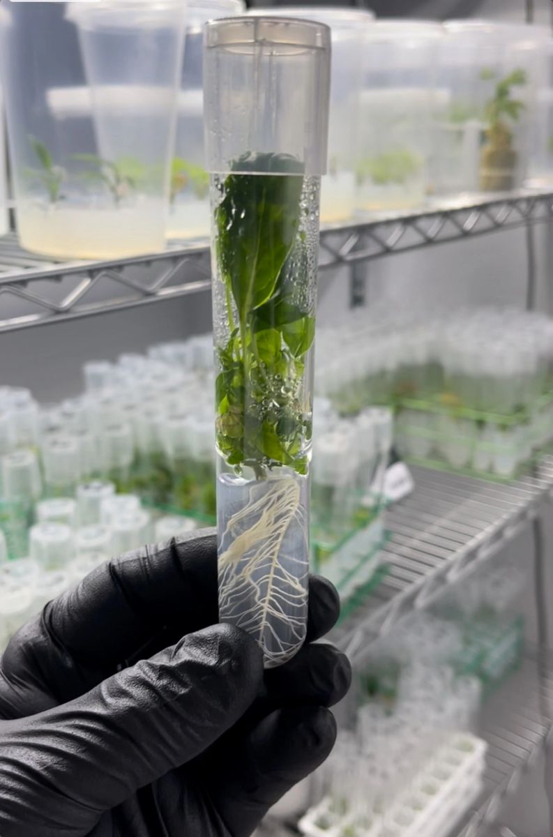 Meristem Tissue Culture