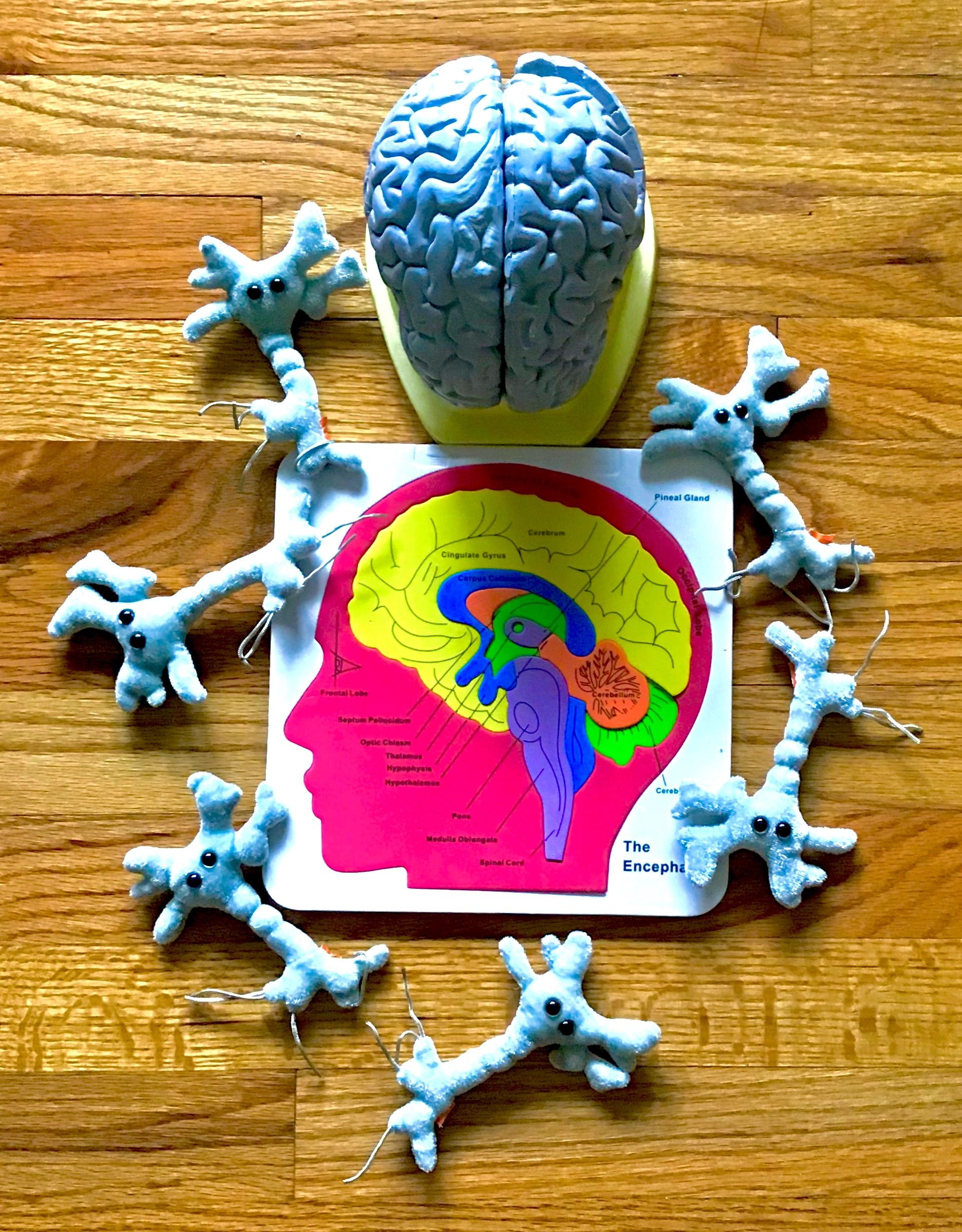 computerized brain gym