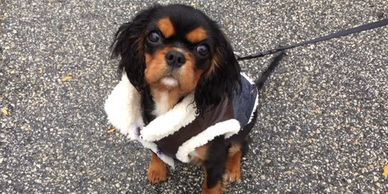 ckcs puppies  Hobby breeder boston massachusetts Blenheim, tricolor, ruby, black and tan, puppy, cavalier, King Charles cavalier spaniel, purebred