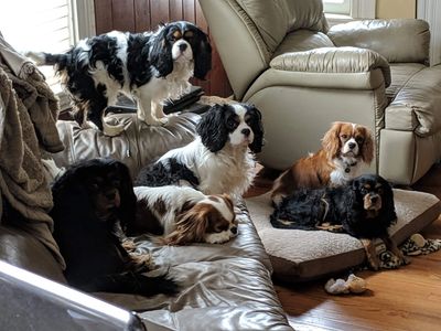 Blenheim, ruby, tricolor, black and tan, puppy, cavalier, King Charles cavalier spaniel, purebred