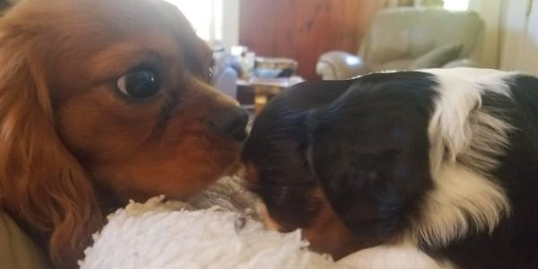  ckcs puppies  Hobby breeder boston massachusetts Blenheim, tricolor, ruby, black and tan, puppy, cavalier, King Charles cavalier spaniel, purebred