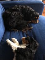 ckcs puppies  Hobby breeder boston massachusetts Blenheim, tricolor, ruby, black and tan, puppy, cavalier, King Charles cavalier spaniel, purebred