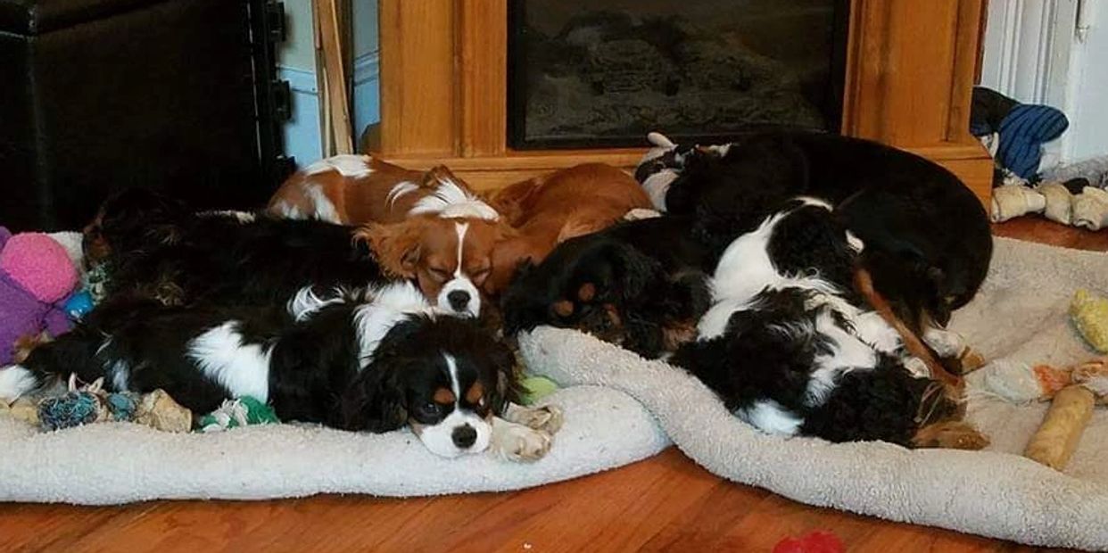 ckcs puppies  Hobby breeder boston massachusetts Blenheim, tricolor, ruby, black and tan, puppy, cavalier, King Charles cavalier spaniel, purebred